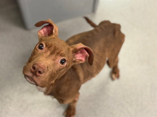 UNKNOWN - Pit Bull Terrier available for adoption