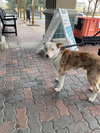 CHIP - Photo 1