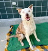 CHIP - Photo 1