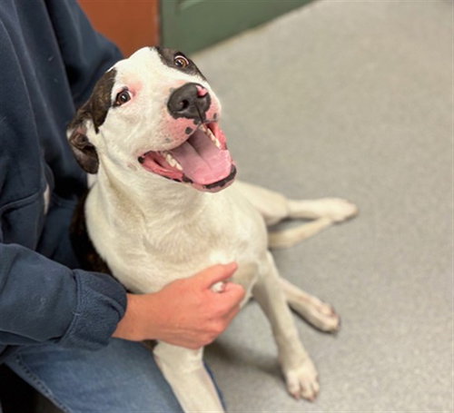 picture of the dog needing adoption