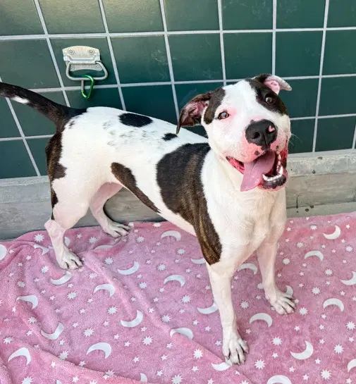 Birdie - American Pit Bull Terrier