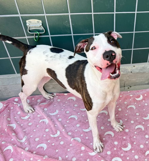 picture of the dog needing adoption
