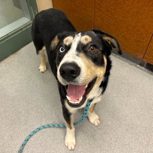 SMORES, an adoptable Siberian Husky in Rancho Cucamonga, CA