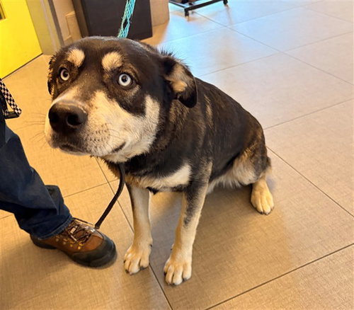picture of the dog needing adoption