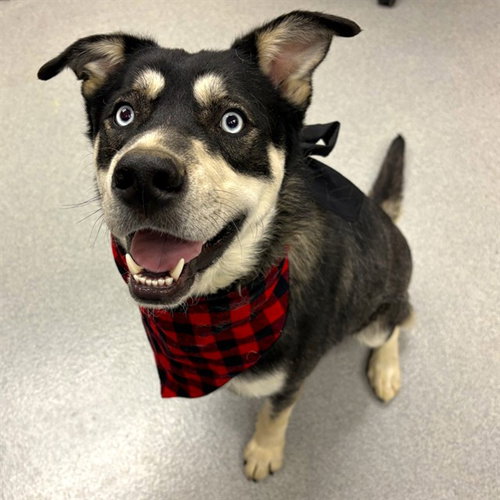 picture of the dog needing adoption