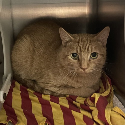 picture of the cat needing adoption