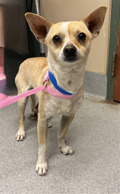 Chihuahua