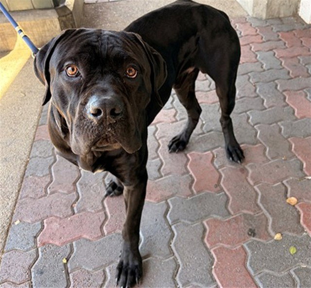 Mastiff