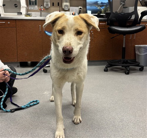 picture of the dog needing adoption