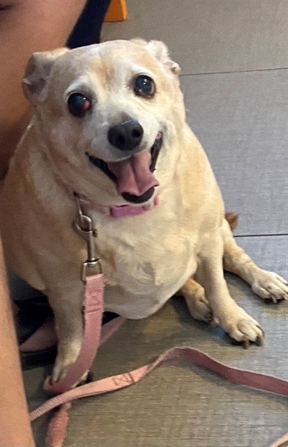 Chihuahua