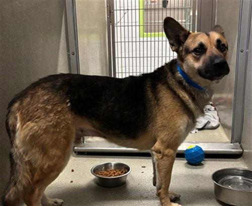 picture of the dog needing adoption