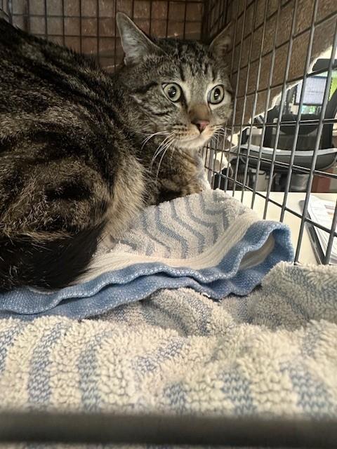 picture of the cat needing adoption