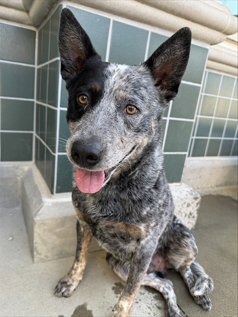 BANDIT, an adoptable Australian Cattle Dog in Rancho Cucamonga, CA