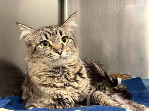 FORTUNE - Domestic Medium Hair available for adoption