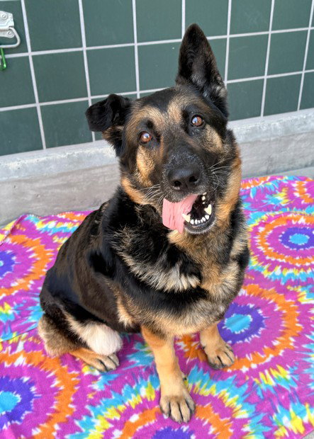 MAYA - German Shepherd Dog available for adoption