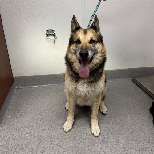 BROOKE, an adoptable German Shepherd Dog in Rancho Cucamonga, CA