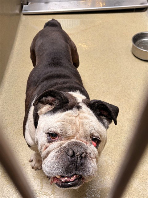 picture of the dog needing adoption