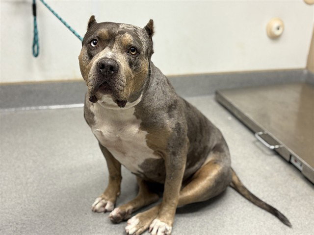 ROSIE Image