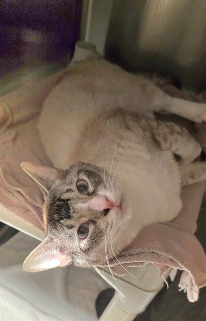 PANA, an adoptable Domestic Short Hair in Rancho Cucamonga, CA