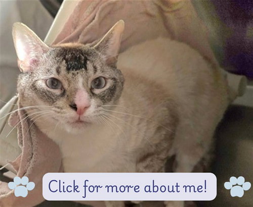 PANA, Adult Domestic Short Hair (medium coat), cat for adoption in Westminster, California
