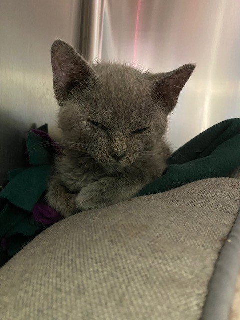 ROSETTA - Domestic Short Hair available for adoption