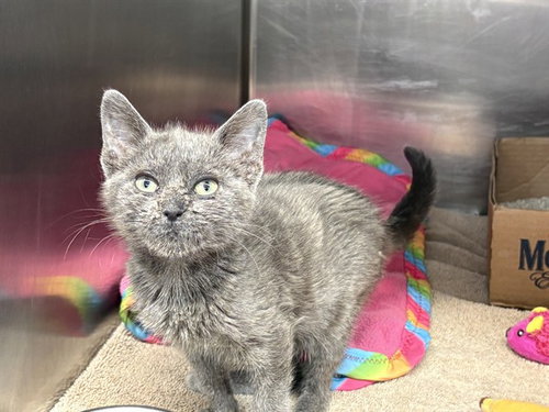 ROSETTA, Baby Domestic Short Hair (medium coat), cat for adoption in Alhambra, California