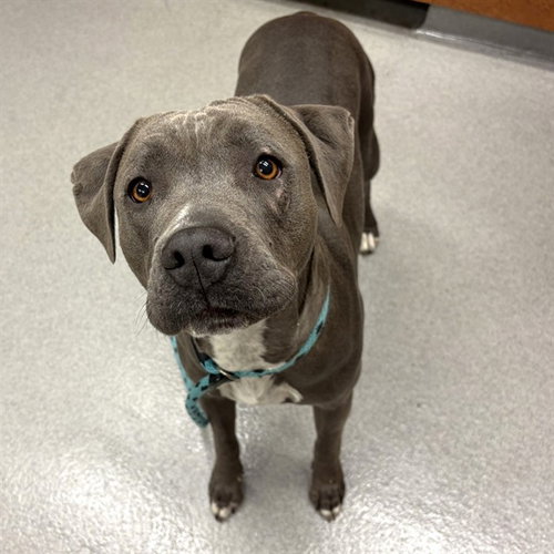TIMBER, an adoptable Pit Bull Terrier in Rancho Cucamonga, CA