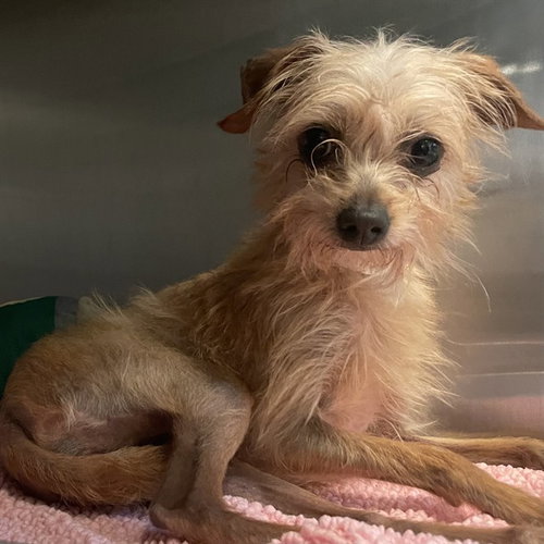 YIRA - Cairn Terrier / Chihuahua available for adoption