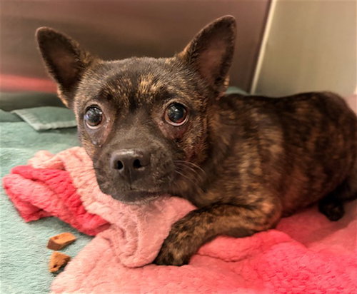 TIGERLILY, an adoptable Chihuahua in Rancho Cucamonga, CA