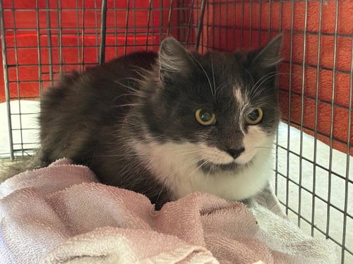 ALTARI 1, an adoptable Domestic Medium Hair in Rancho Cucamonga, CA