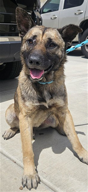 RANGER, an adoptable German Shepherd Dog in Rancho Cucamonga, CA