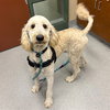 CHESTER - Photo 1