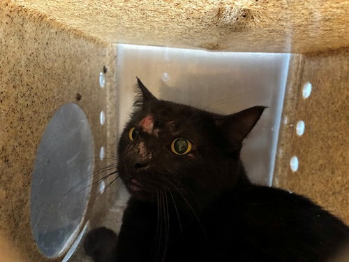 HELLMAN 6, an adoptable Domestic Short Hair in Rancho Cucamonga, CA
