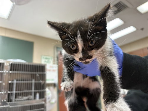 UNKNOWN - Domestic Medium Hair available for adoption