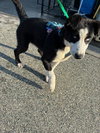 SASSY ATHENA - Photo 1