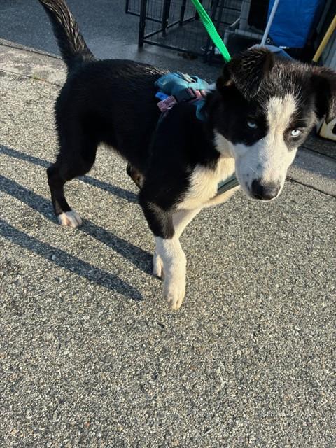 SASSY ATHENA - Siberian Husky available for adoption