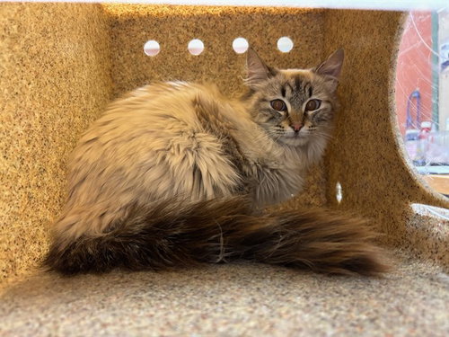 picture of the cat needing adoption