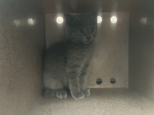 SEBASTIAN 1, Adult Domestic Short Hair (medium coat), cat for adoption in Westminster, California