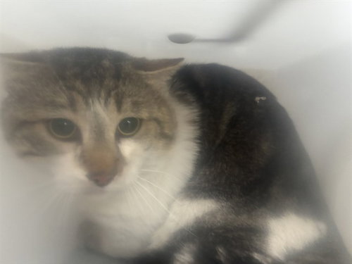 picture of the cat needing adoption