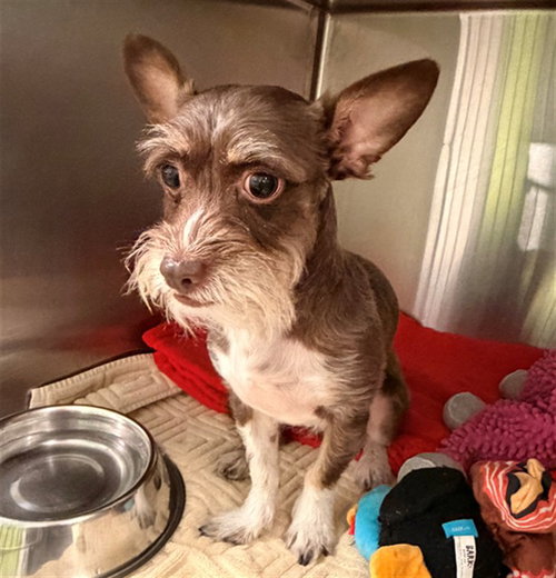 UNKNOWN, an adoptable Miniature Schnauzer in Rancho Cucamonga, CA
