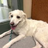 CHARLIE - Photo 1