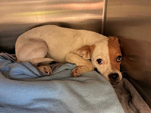 UNKNOWN, an adoptable Jack Russell Terrier in Rancho Cucamonga, CA