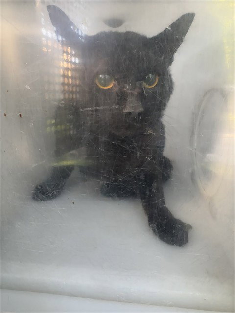 picture of the cat needing adoption
