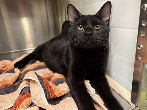 TADASHA, an adoptable Domestic Short Hair in Rancho Cucamonga, CA