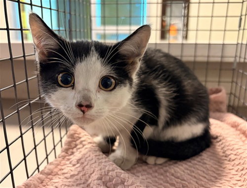 INUYASHA, an adoptable Domestic Short Hair in Rancho Cucamonga, CA