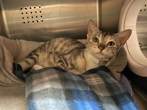 RIVER, Adult Domestic Short Hair (medium coat), cat for adoption in Westminster, California