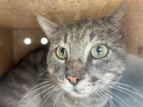 SEBASTIAN 2, Adult Domestic Short Hair (medium coat), cat for adoption in Westminster, California