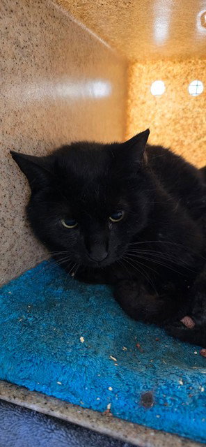 HELLMAN 8, Adult Domestic Short Hair (medium coat), cat for adoption in Westminster, California