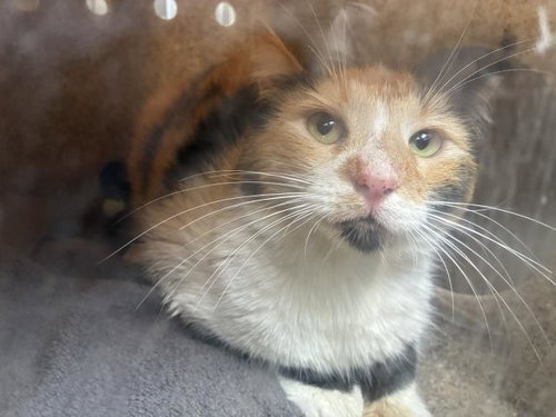 picture of the cat needing adoption