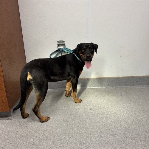 XENA, an adoptable Rottweiler in Rancho Cucamonga, CA